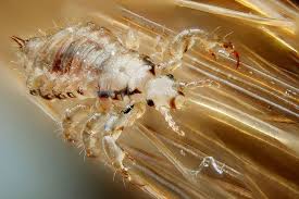 head lice live on pillows and sheets