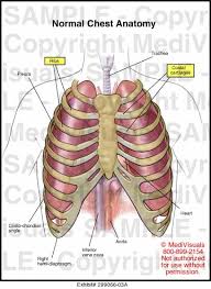Learn about chest anatomy with free interactive flashcards. Normal Chest Anatomy Medical Exhibit