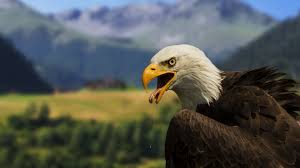 free impressive bald eagle in