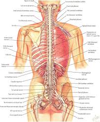 Human Back Bones Diagram Poster 28 Inch X 24 Inch 16 Inch X 13 Inch