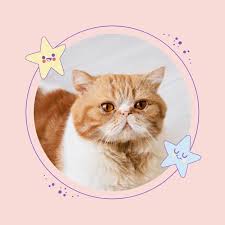 cat insram profile picture template