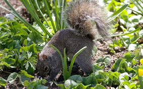 stop squirrels digging up spring bulbs