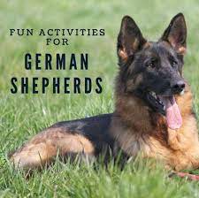 fun activities for german shepherds