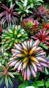 bromeliads all you need to know