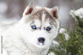 blue e husky puppy