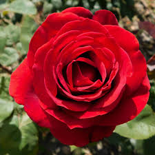rose color meaning deciphering the