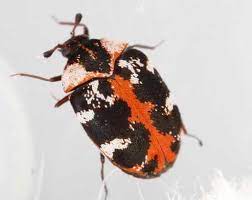 carpet beetle inspection guide where