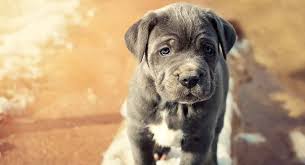 Neapolitan Mastiff Is This Big Brave Dog Breed Right For You