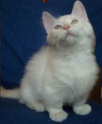 They are bred for lovable personalities, and munchkins come in all colors they have the long silky plush coat of the persian and the open doll face expression. Munchkin Cat Wikipedia