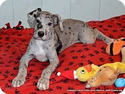 Great dane rescue ― adoptions. Bethel Oh Great Dane Meet Karissa A Puppy For Adoption Puppy Adoption Great Dane Great Dane Rescue