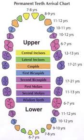 Adult Tooth Eruption Chart