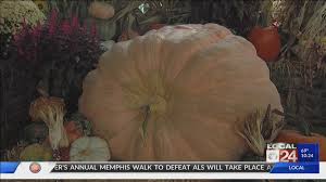 Gigantic 1 200 Pound Pumpkin On
