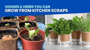 Herbs You Can Grow From Kitchen Ss