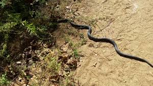 snakes in north georgia mountain