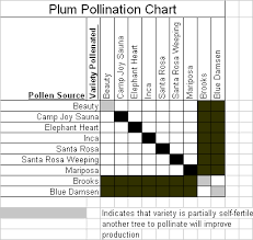 How To Pollinate Plum Trees Inkandtoner Info