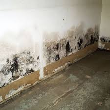 Mold Damage Mildew Remover Mold And