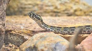 snakes in perth and western australia