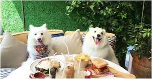 11 dog friendly cafes restaurants in