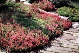 Sedum spurium | HGTV