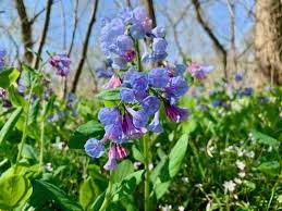 Native plants suitable for a container garden, shade garden, or scented garden Spring Wildflowers And Where To Find Them In Northern Virginia