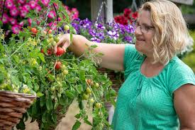 Grow Tomatoes In A Hanging Basket
