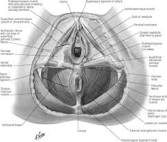 practical anatomy examination