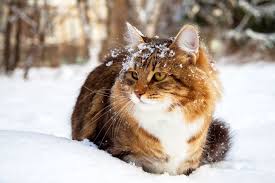 cats and cold weather learn what may