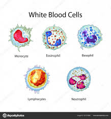 Education Chart Of Biology For White Blood Cells Diagram