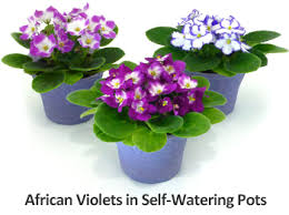 There are many subspecies of this beautiful the pop of color from an african violet makes a great focal point in any room. Plant Care Instructions For African Violets