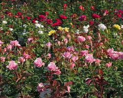 Choosing Roses Hyannis Country Garden