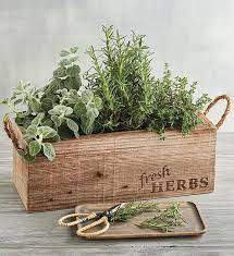 herb garden in wooden box herb garden