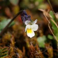 Viola kitaibeliana | Online Atlas of the British and Irish Flora