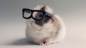 funny guinea pig wallpapers top free
