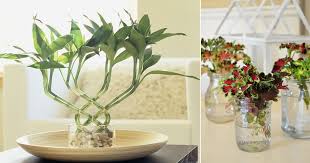 We did not find results for: 16 Amazing Indoor Plants That Grow In Water Balcony Garden Web