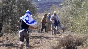 Israeli settlers uproot hundreds of Palestinian olive trees in occupied  West Bank during harvest season