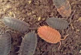 woodlice all you need to know a