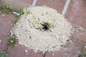 10 natürliche mittel gegen ameisen in der wohnung. Ameisen Jetzt Schnell Und Sicher Bekampfen Bewertet De