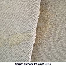 moth proof carpets proton moth control