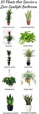 Plants Indoor Apartment Plants