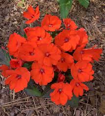 how to grow and care for sunpatiens