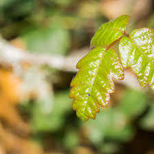 poison oak plants