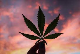 Illinois medical marijuana card online | $99 il mmj card illinois medical marijuana card all patients must get a legal illinois medical marijuana card in order to purchase and use medical marijuana for health problems. Perks Of Getting A Medical Card In Illinois Elevate Holistics