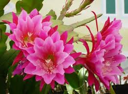 Image result for hoa quynh images