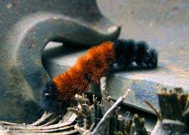 Woolly Bear Caterpillars Winter Weather Folklore The Old