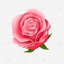 red rose with flowerbed png image free