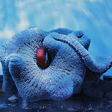 carpet anemone blue