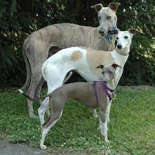Miniature pinschers are a social breed. Why You Don T Want An Italian Greyhound Road Runner Pet Nanny Blog