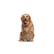 The golden retriever is a breed of dog originating in scotland. Golden Retriever Puppies My Next Puppy