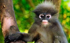 hd desktop wallpaper monkeys monkey