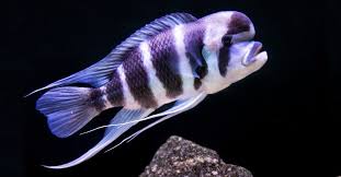 types of pet fish that live long a z